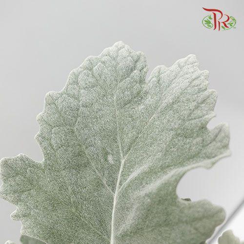Dusty Miller (Silver Leaf)- Local-Green-Malaysia-prflorist.com.my