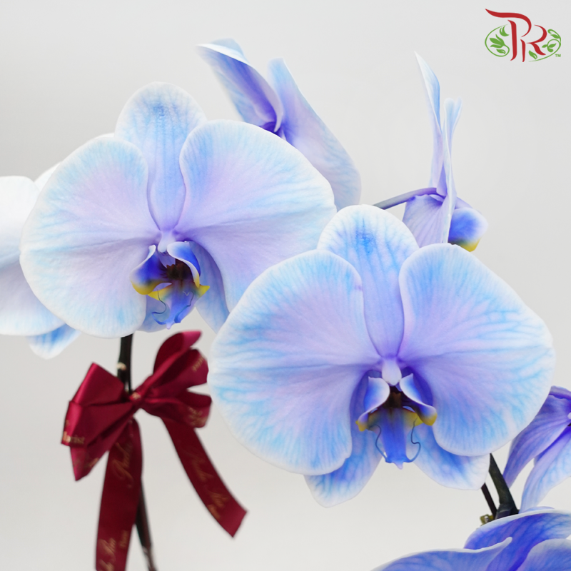 Dyed Blue Colour Phalaenopsis Arrangement in Gold Wrapping Cloth-Dyed Blue-Pudu Ria Florist-prflorist.com.my