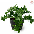 Philodendron 'Super Atom' J01