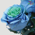 Ceres Rose - Green & Light Blue (10 Stems) - Pudu Ria Florist