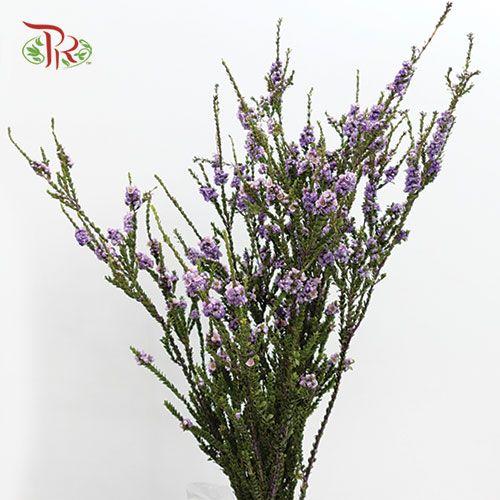 Snowflake Double- Purple  (Per Bunch) - Pudu Ria Florist