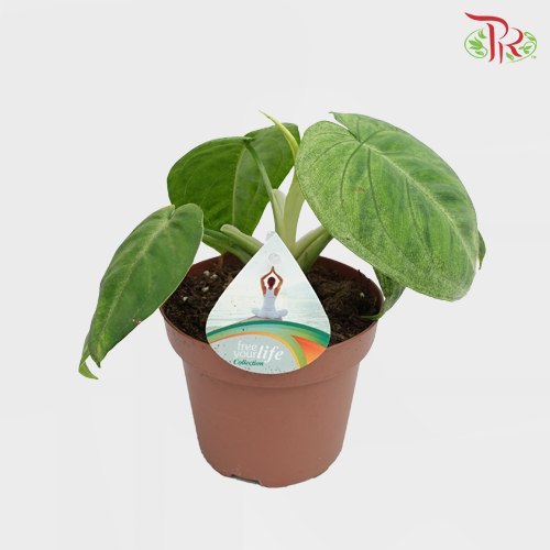 Syngonium Frosted Heart 《白脉合果芋》 - Pudu Ria Florist