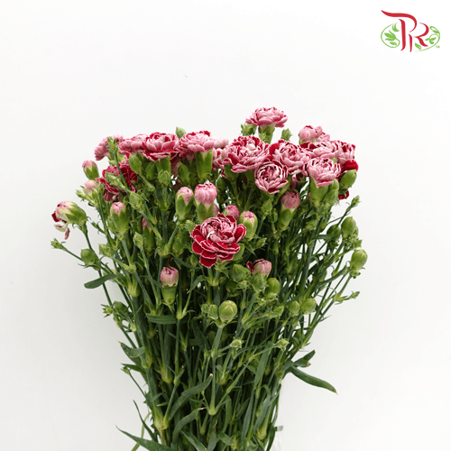 Carnation Spray - Butterfly (19-20 Stems) - Pudu Ria Florist