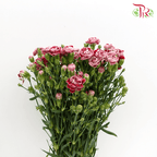 Carnation Spray - Butterfly (19-20 Stems) - Pudu Ria Florist