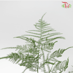 Asparagus Fern - Per Bundle - Pudu Ria Florist
