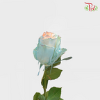 Ceres Rose - Jelly Fish 2 (10 stems) - Pudu Ria Florist