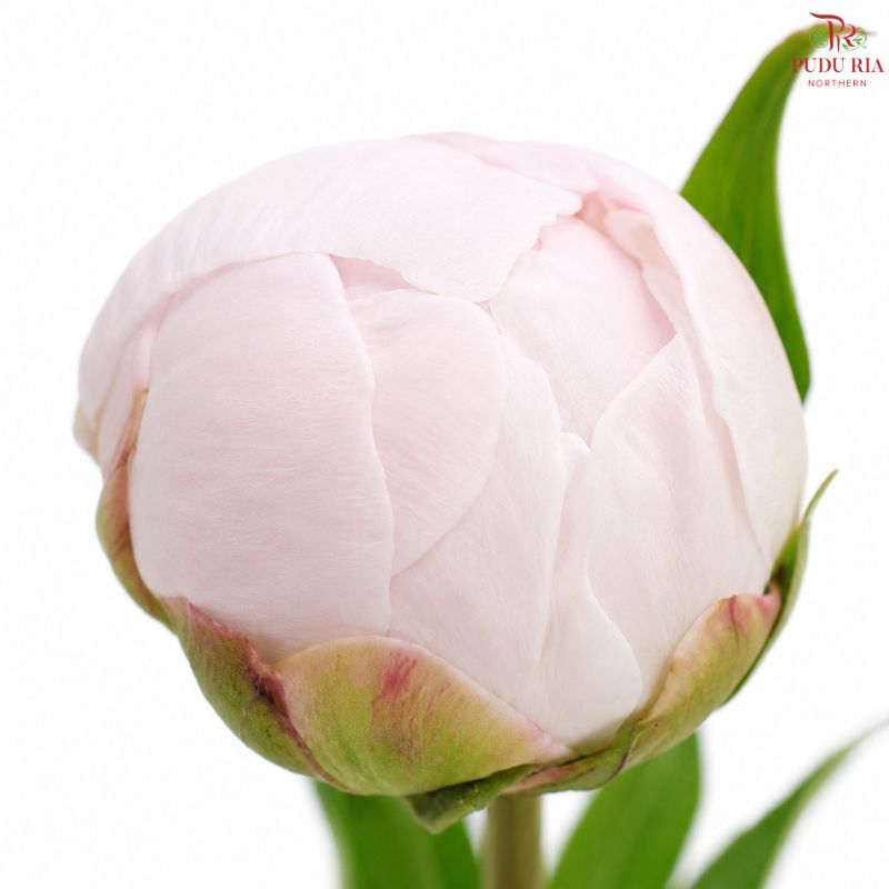 Peony 《牡丹》- Small / Medium Head