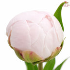 Peony 《牡丹》- Small / Medium Head