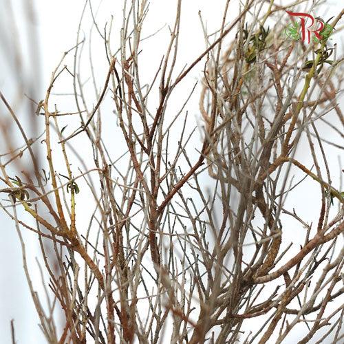 Euphorbia - (Per Bunch) - Pudu Ria Florist