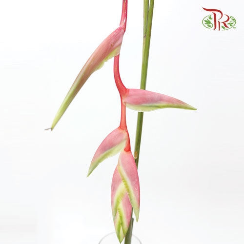 Pendula Pink - (Per Stem) - Pudu Ria Florist