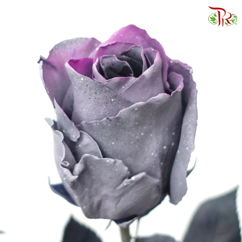 Ceres Rose - Sparkle Moon (10 Stems) - Pudu Ria Florist