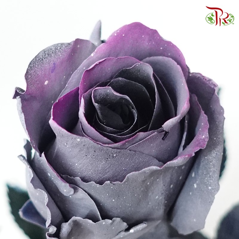 Ceres Rose - Sparkle Moon (10 Stems) - Pudu Ria Florist