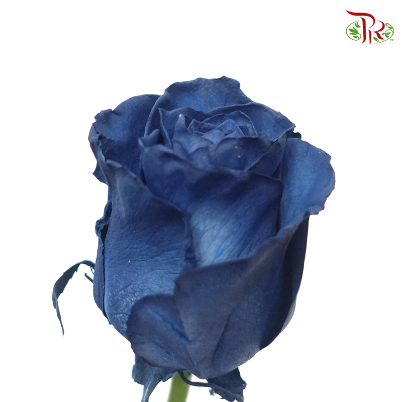 Ceres Rose - Midnight Blue (10 Stems) - Pudu Ria Florist