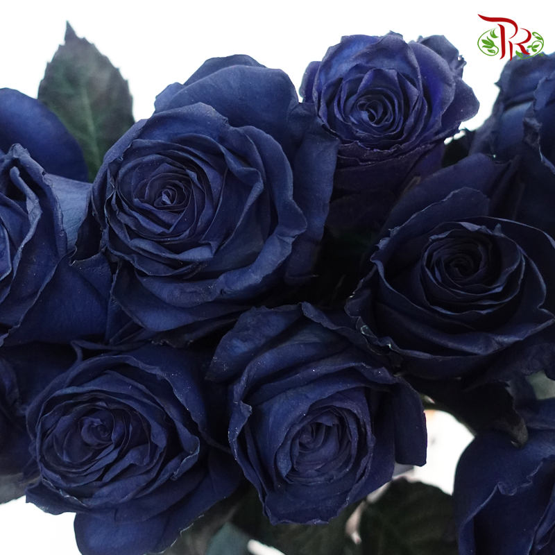 Ceres Rose - Midnight Blue (10 Stems) - Pudu Ria Florist