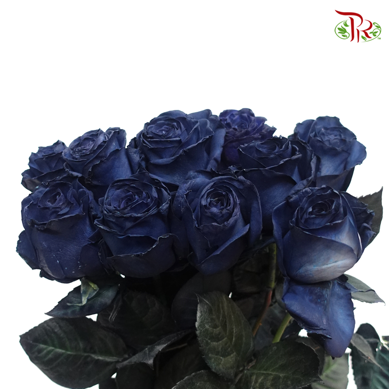 Ceres Rose - Midnight Blue (10 Stems) - Pudu Ria Florist