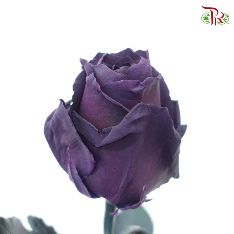 Ceres Rose - Plum Amethyst (10 Stems) - Pudu Ria Florist