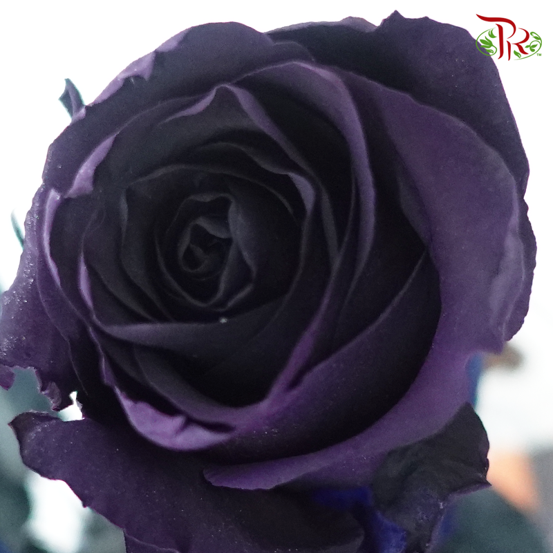 Ceres Rose - Plum Amethyst (10 Stems) - Pudu Ria Florist