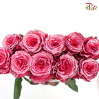 Ceres Rose - Strawberry Gloss (10 Stems) - Pudu Ria Florist