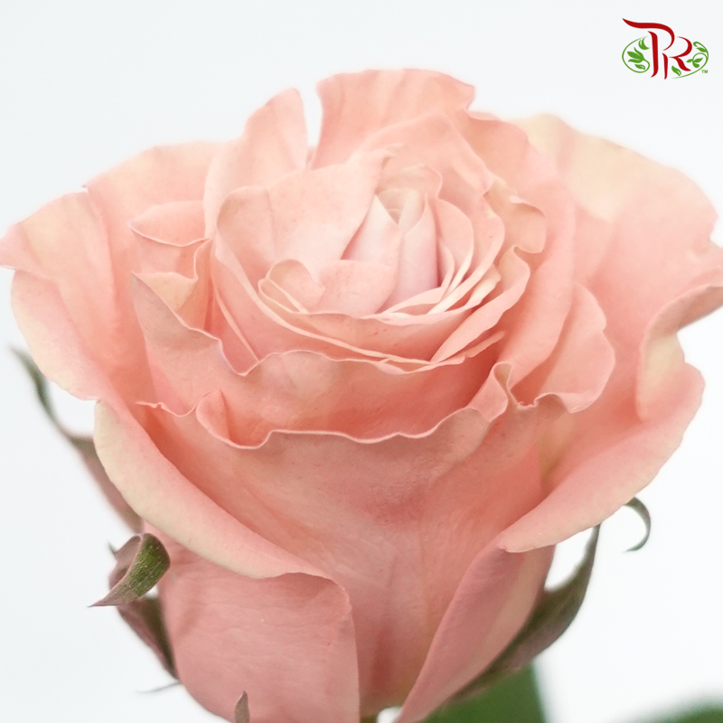 Ceres Rose - Sweet Flamingo (10 Stems) - Pudu Ria Florist