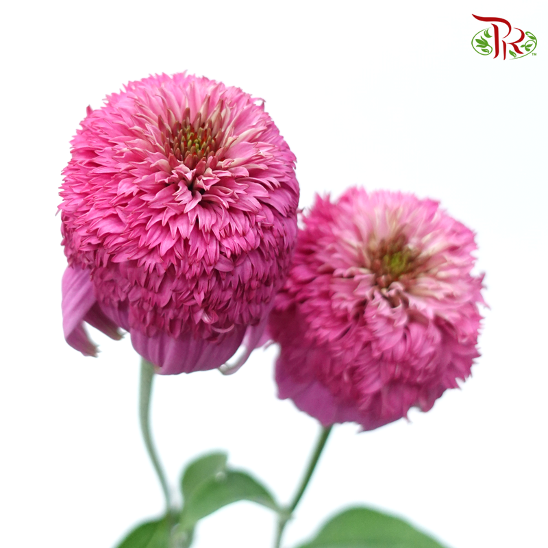 Echinacea - Pink (2 Stems)-Pink-Japan-prflorist.com.my