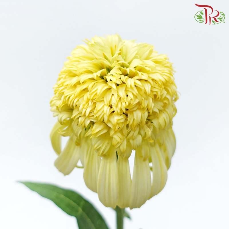 Echinacea - Yellow (2 Stems)-Yellow-Japan-prflorist.com.my