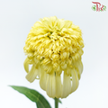 Echinacea - Yellow (2 Stems)-Yellow-Japan-prflorist.com.my