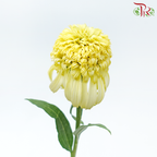 Echinacea - Yellow (2 Stems)-Yellow-Japan-prflorist.com.my