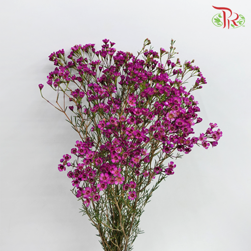 Wax Flower - Dark Pink (5 Stems) - Pudu Ria Florist