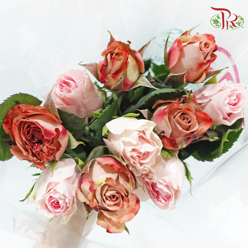 Elegant Aesthetics - (Mixed - Kenya Cappuccino & Duchess) - (10 Stems Per Bundle)-Kenya-prflorist.com.my