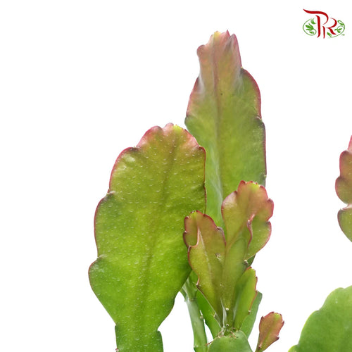Epiphyllum Purple 《昙花》