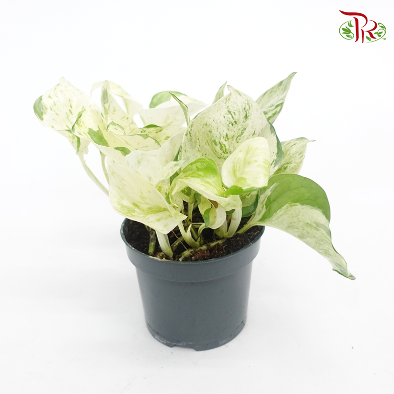 Epipremnum Happy Leaf/Manjula 《快乐叶子绿萝》-Pudu Ria Florist-prflorist.com.my