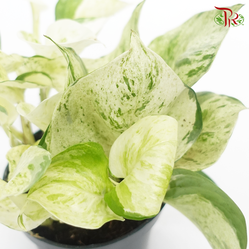 Epipremnum Happy Leaf/Manjula 《快乐叶子绿萝》-Pudu Ria Florist-prflorist.com.my