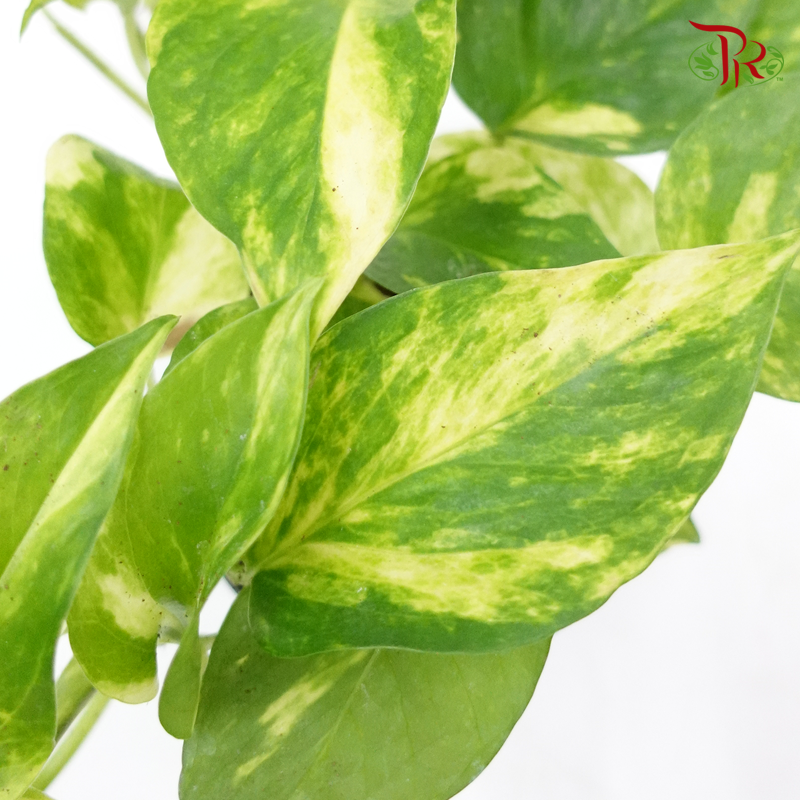 Epipremnum Hicolour 《绿萝》