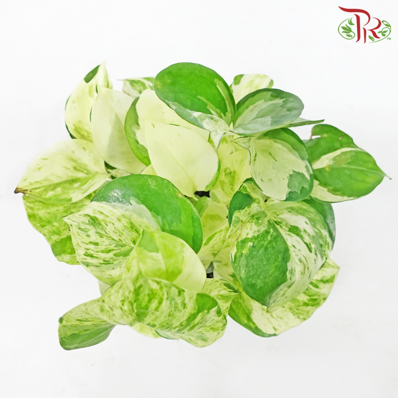 Epipremnum Manjula《快乐叶子绿萝》