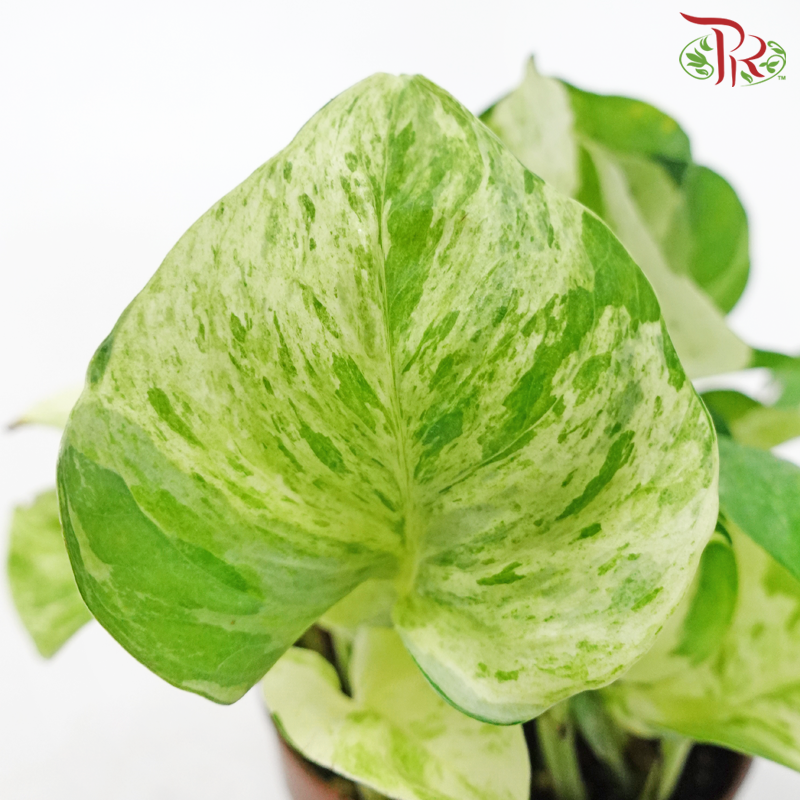 Epipremnum Manjula《快乐叶子绿萝》