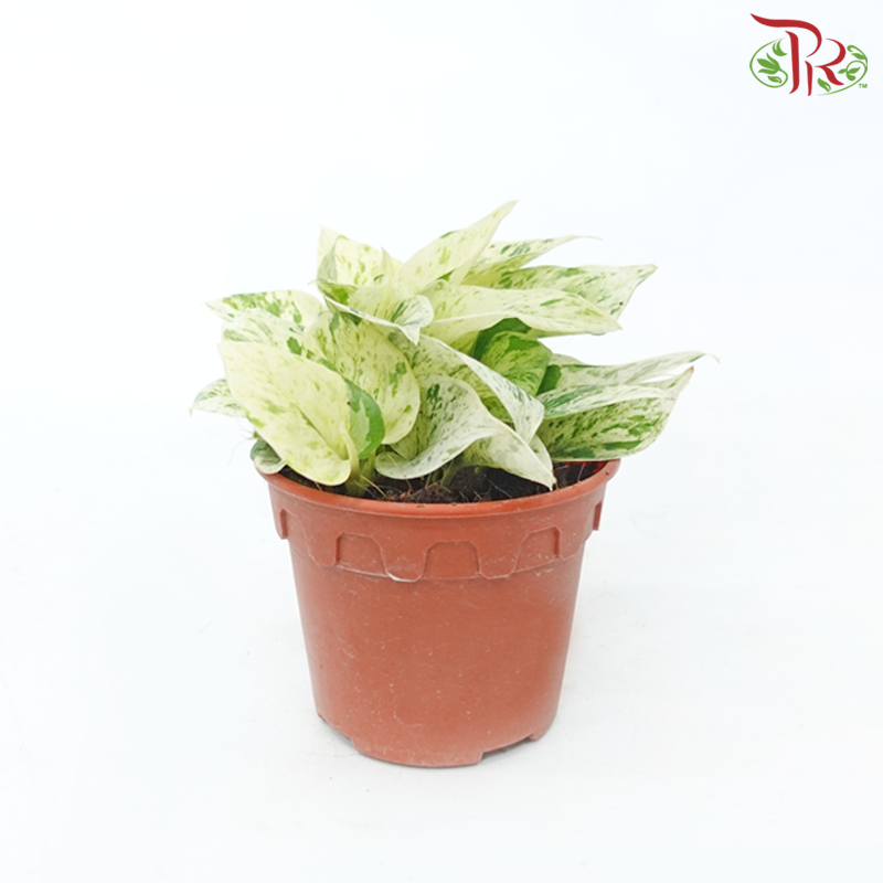 Epipremnum Marble Queen P120《大理石女王绿萝》