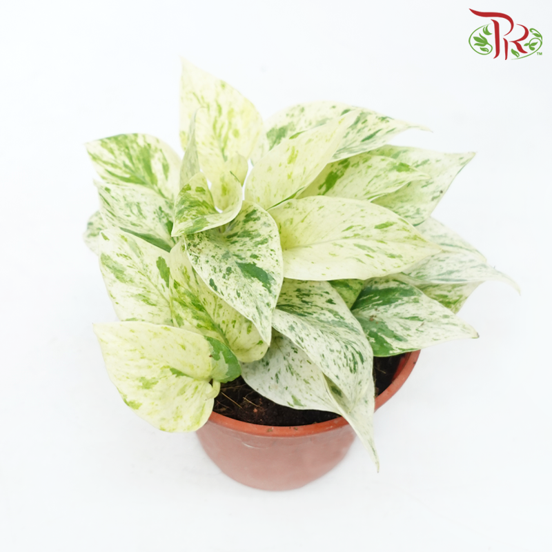 Epipremnum Marble Queen P120《大理石女王绿萝》