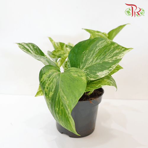 Epipremnum Marble Queen《大理石绿萝》