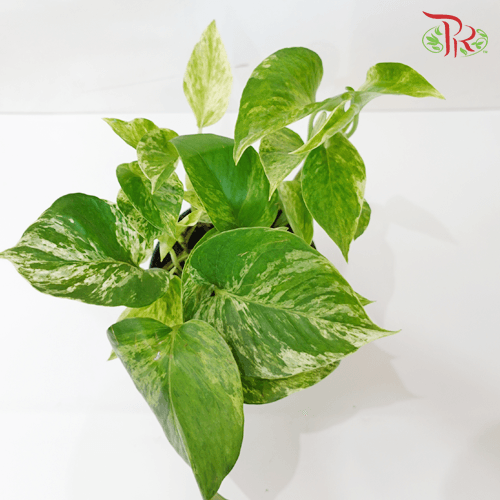 Epipremnum Marble Queen《大理石绿萝》