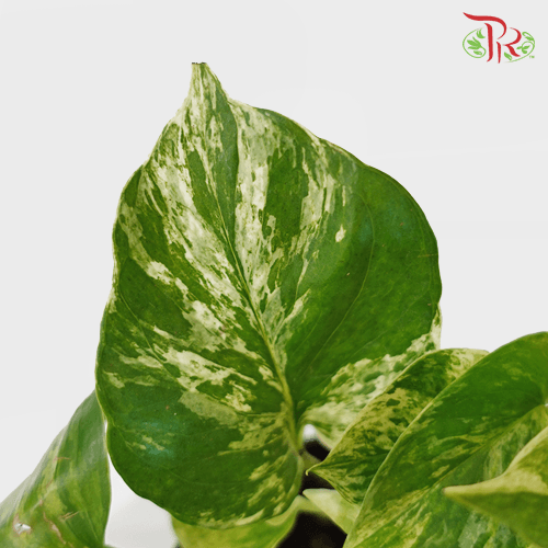 Epipremnum Marble Queen《大理石绿萝》