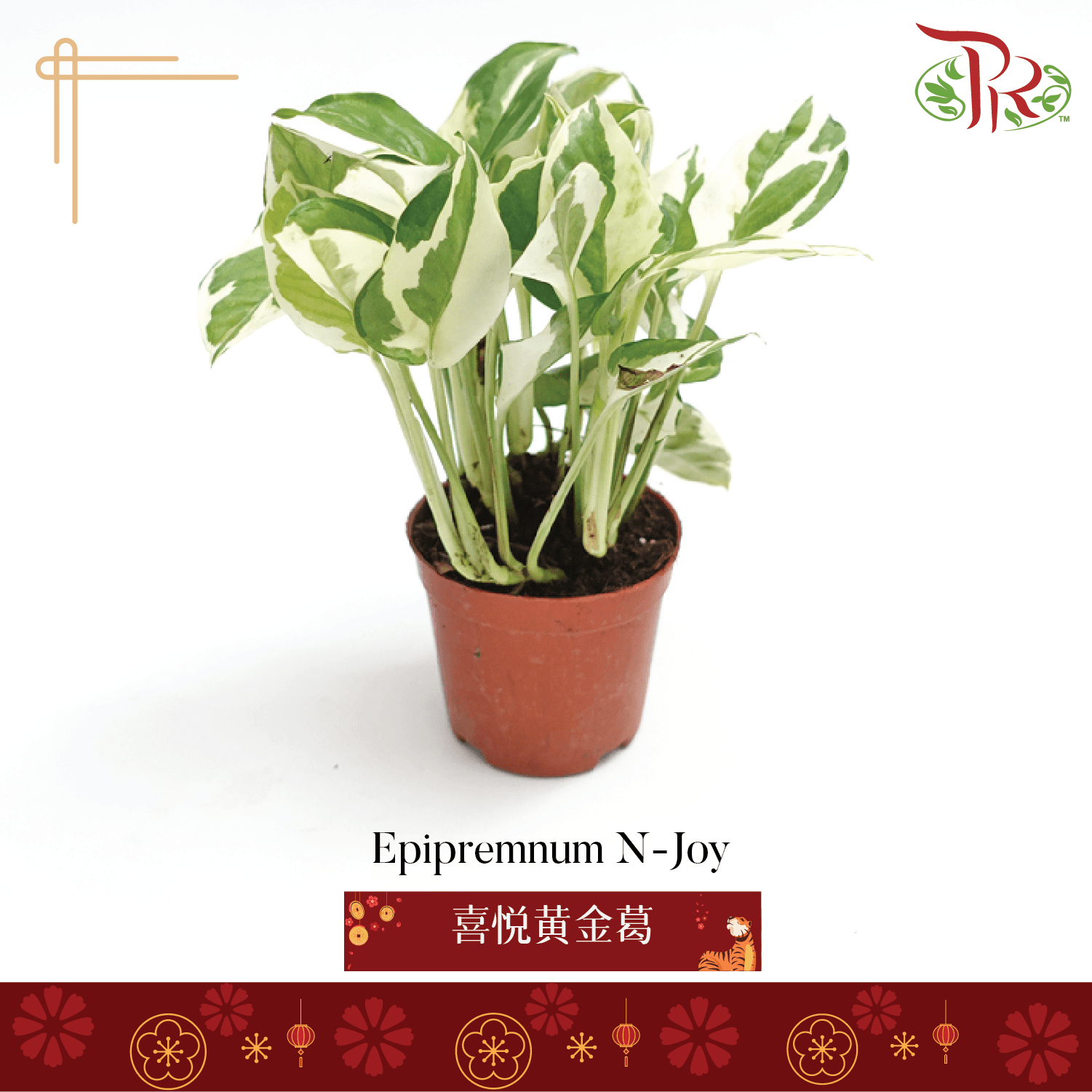 Epipremnum N-Joy 《喜悦黄金葛》-Pudu Ria Florist-prflorist.com.my