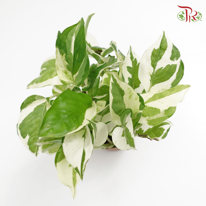 Epipremnum N-Joy 《喜悦黄金葛》-Pudu Ria Florist-prflorist.com.my