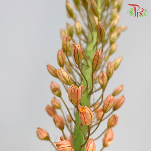 Eremurus - Orange / Green (2 Stems Per Bundle)-Netherland-prflorist.com.my