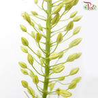 Eremurus - Orange / Green (2 Stems Per Bundle)-Netherland-prflorist.com.my