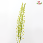 Eremurus - Orange / Green (2 Stems Per Bundle)-Netherland-prflorist.com.my