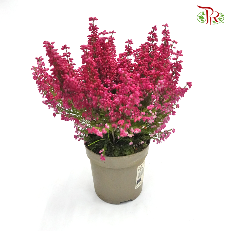 Erica  《欧石南》