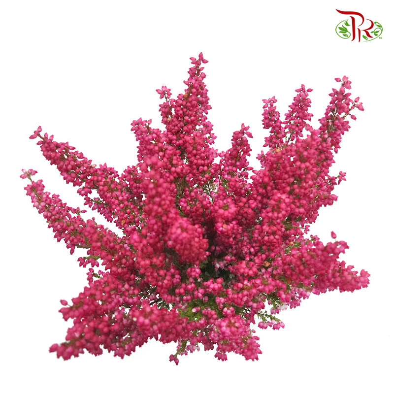 Erica  《欧石南》