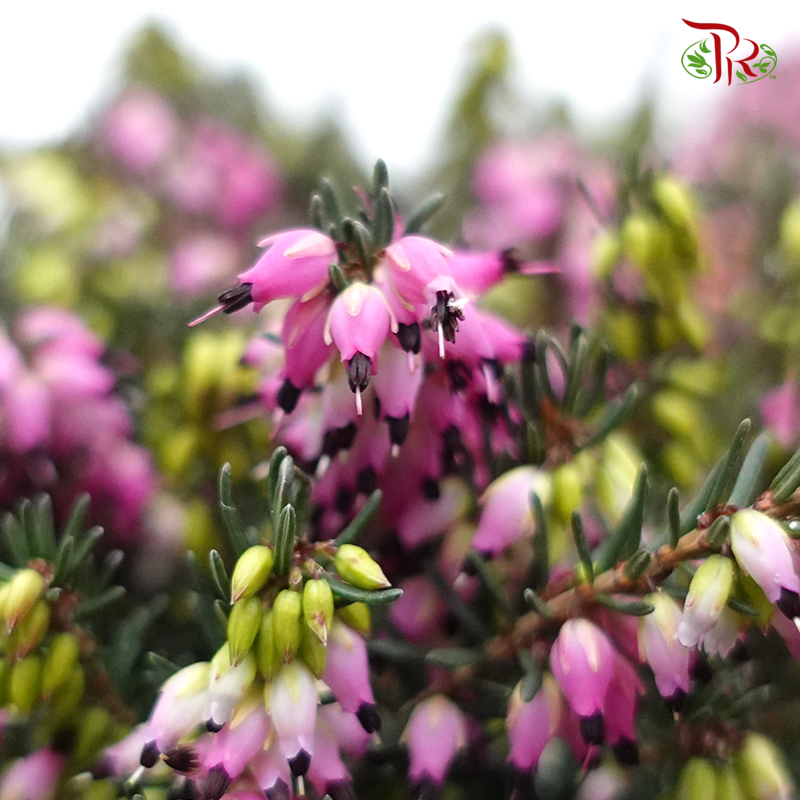 Erica 《欧石南》25cm-Pudu Ria Florist-prflorist.com.my