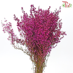 Erica - Dark Pink (Per Bunch)-Dark Pink-Africa-prflorist.com.my