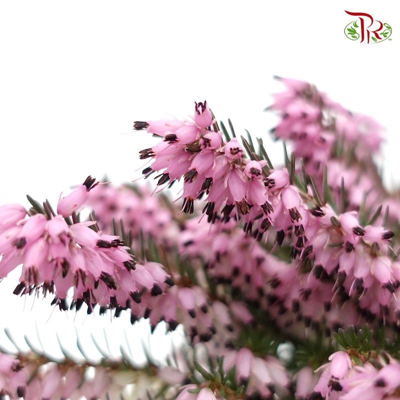 Erica Darleyensis  《欧石南》